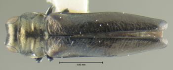 Media type: image;   Entomology 17231 Aspect: habitus dorsal view